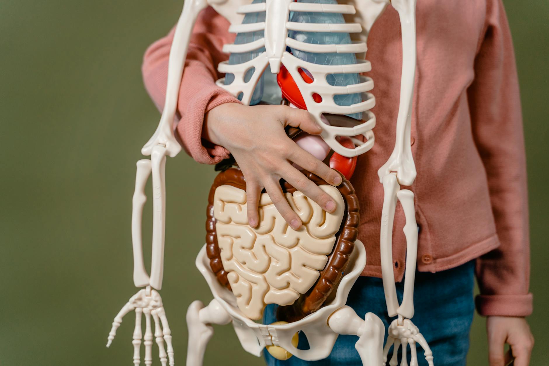 a child holding a skeleton model